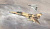 1/72 Самолёт F-21A LION/KFIR C_1 _Italeri_ 1397_